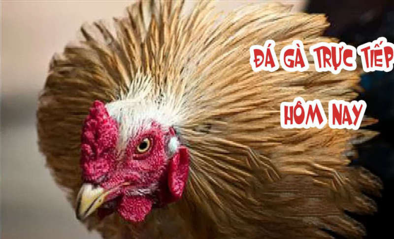 Những trang cung cấp đá gà trực tiếp bình luận