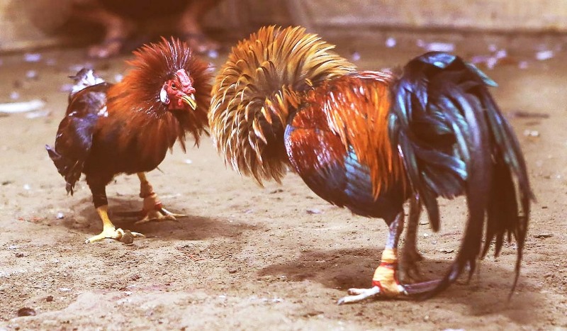 Điểm nổi bật của những trận đấu đá gà trực tiếp bình luận